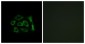 KDELR2 Antibody (aa81-130)